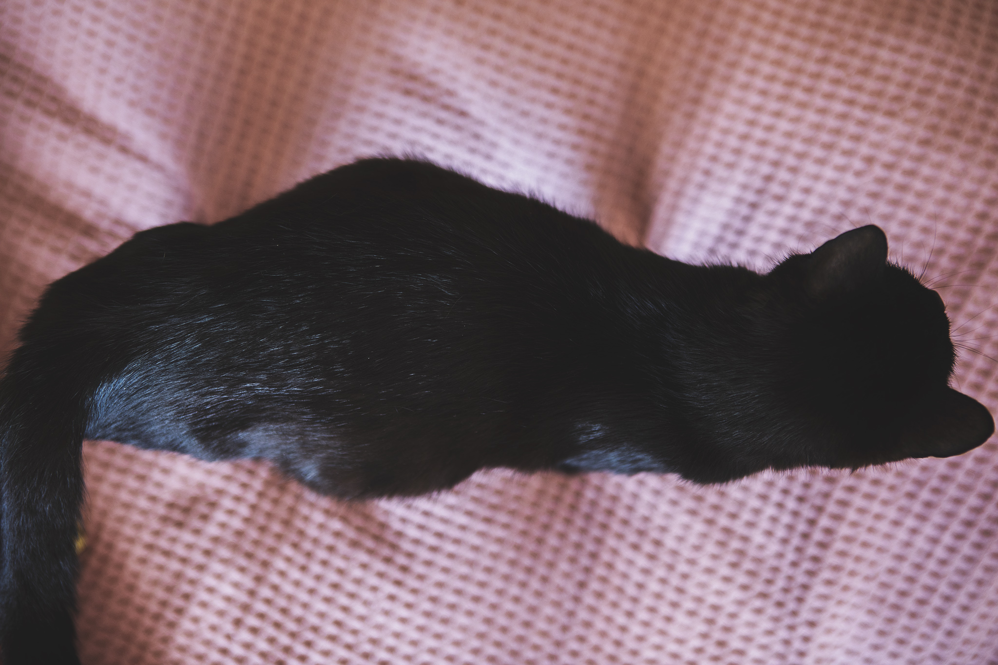 En dräktig svart katt sedd uppifrån